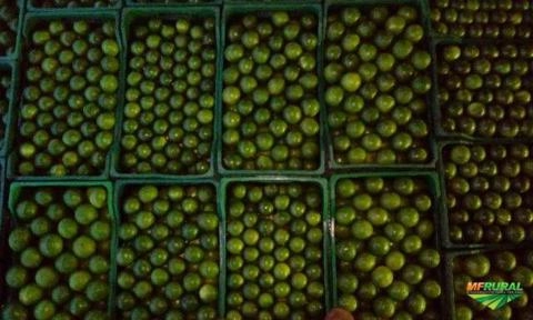 Imagem Limão taiti Imagem Limão taiti