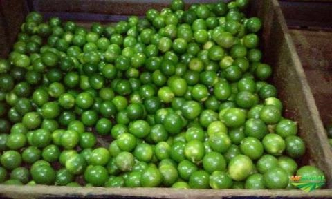 Imagem Limão taiti Imagem Limão taiti