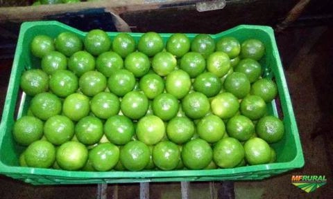 Imagem Limão taiti Imagem Limão taiti