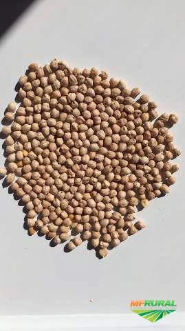 FEIJÃO Imagem FEIJÃO