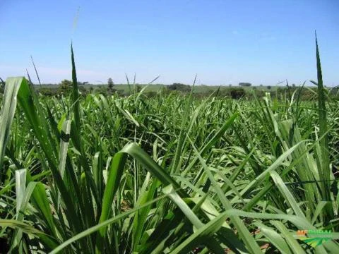 PANICUM MAXIMUM CV MOMBAÇA VC 40