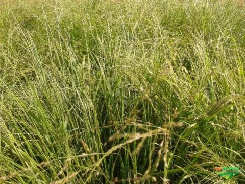 PANICUM MAXIMUM CV MASSAI INCRUSTADA (STIMUTEK)