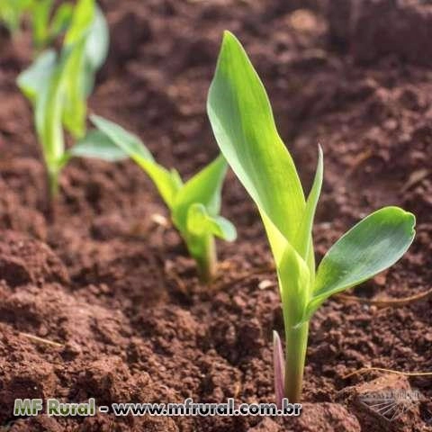 Gesso Agrícola Imagem Gesso Agrícola