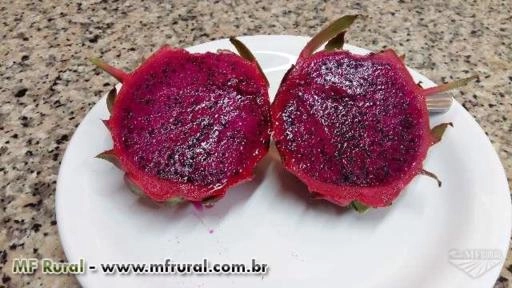 Pitaya de polpa vermelha Imagem Pitaya de polpa vermelha