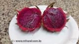 Pitaya de polpa vermelha Imagem Pitaya de polpa vermelha