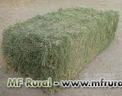 Procuro Fazenda para arrendar em SP Imagem Procuro Fazenda para arrendar em SP