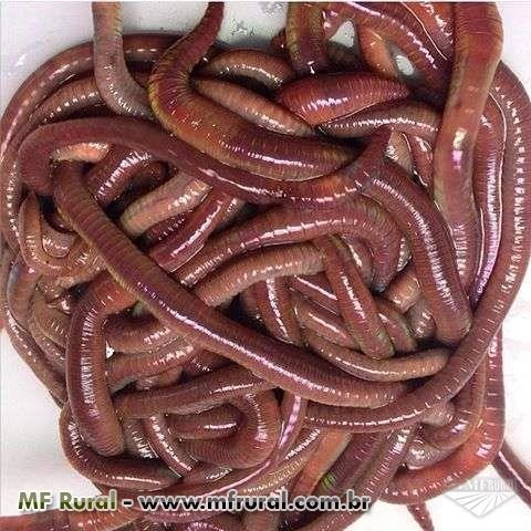 Minhocas Californianas em São Gonçalo Imagem Minhocas Californianas em São Gonçalo