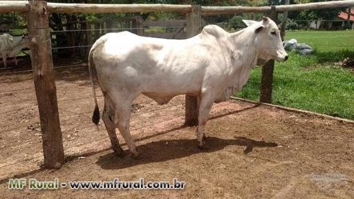 Vendo Vacas e Novilhas NELORE P.O. Imagem Vendo Vacas e Novilhas NELORE P.O.