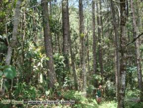 Floresta de Pinus Elliottis