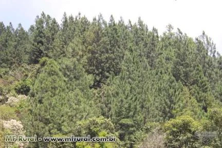 Floresta de Pinus Elliottis