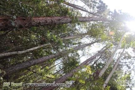 Floresta de Pinus Elliottis