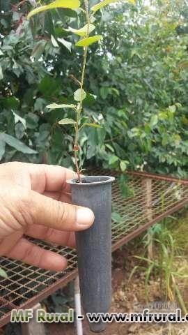 Café ótima qualidade Imagem Café ótima qualidade