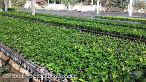 Imagem Eucaliptos enxertados Imagem Eucaliptos enxertados