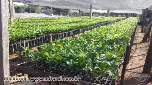 Eucaliptos enxertados Imagem Eucaliptos enxertados