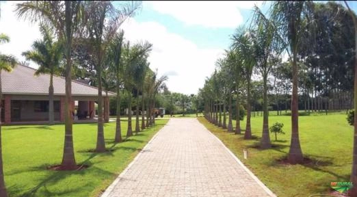 Imagem Mudas de Palmeira Laca Imagem Mudas de Palmeira Laca