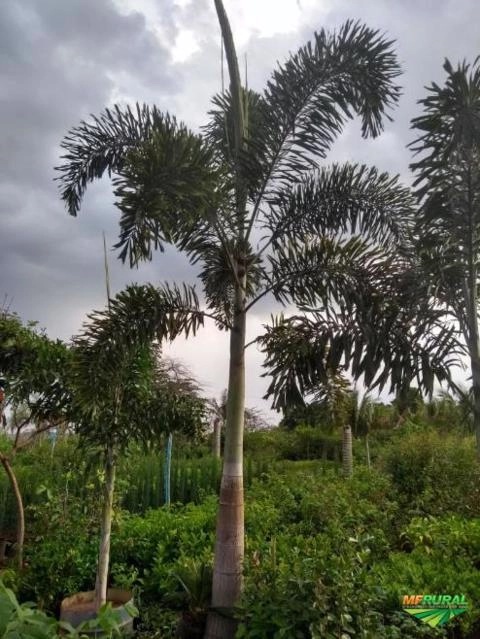 Imagem Mudas de Palmeira Laca Imagem Mudas de Palmeira Laca