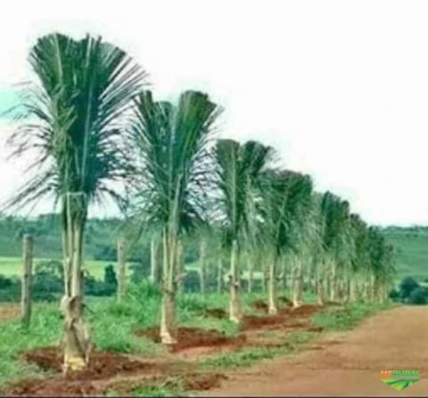 Palmeira LACA