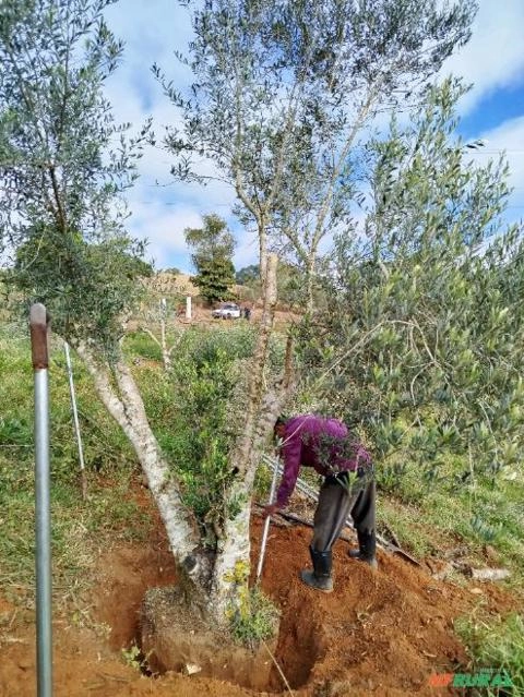 Oliveira Adulta Imagem Oliveira Adulta