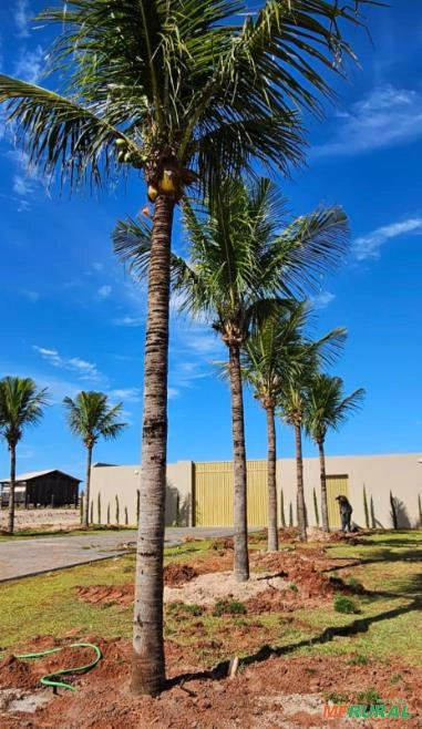 Coco Anão Imagem Coco Anão