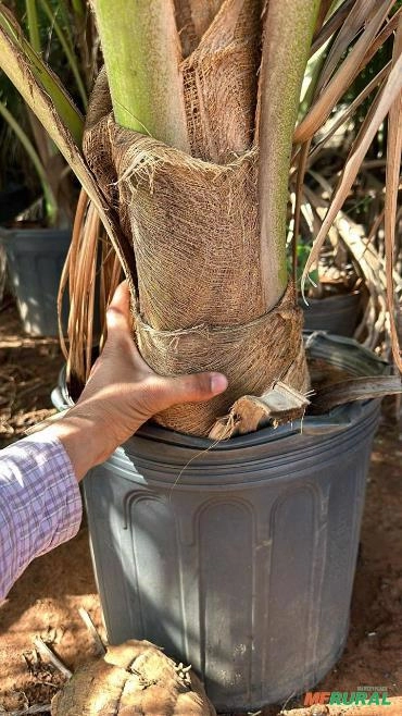 Coco Anão Imagem Coco Anão