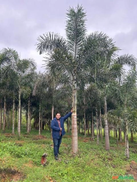 Palmeira Rabo de Raposa Imagem Palmeira Rabo de Raposa