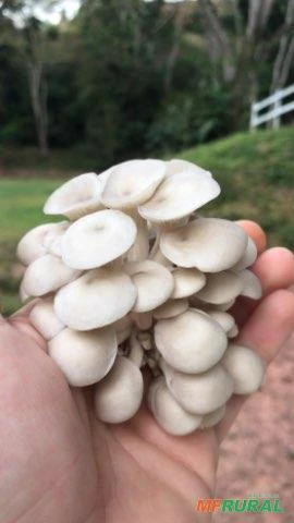 Cogumelo shimeji branco