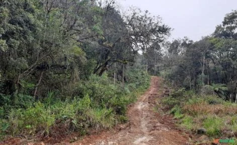 Terreno com 19 Alqueires - A beira da Rod. 476 km 98 Bocaiúva do Sul - PR