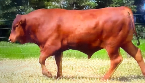 Touro Senepol PO registrado Imagem Touro Senepol PO registrado