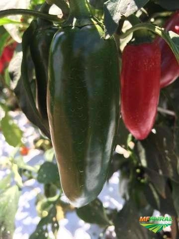 Pimentas Especiais Imagem Pimentas Especiais