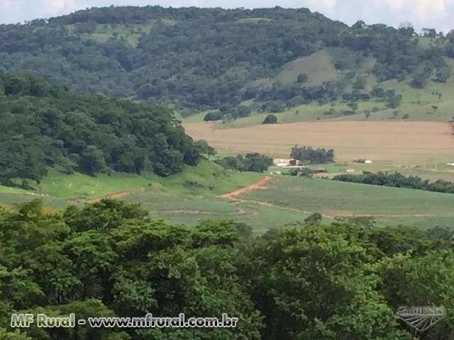 Fazenda Região de Ribeirão Preto-SP
