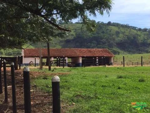 Vendo Fazenda Região de Ribeirão Preto - Direto Com o Proprietário