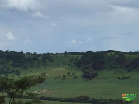Vendo Fazenda Região de Ribeirão Preto - Direto Com o Proprietário