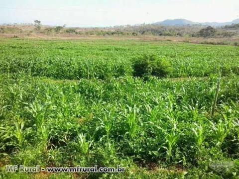 Fazenda para venda ou arredamento a margem do rio jequitinhonha