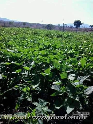 Fazenda para venda ou arredamento a margem do rio jequitinhonha