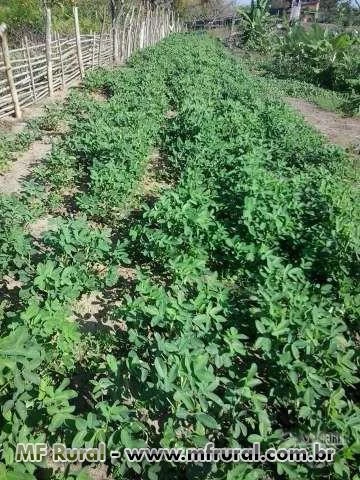 Fazenda para venda ou arredamento a margem do rio jequitinhonha