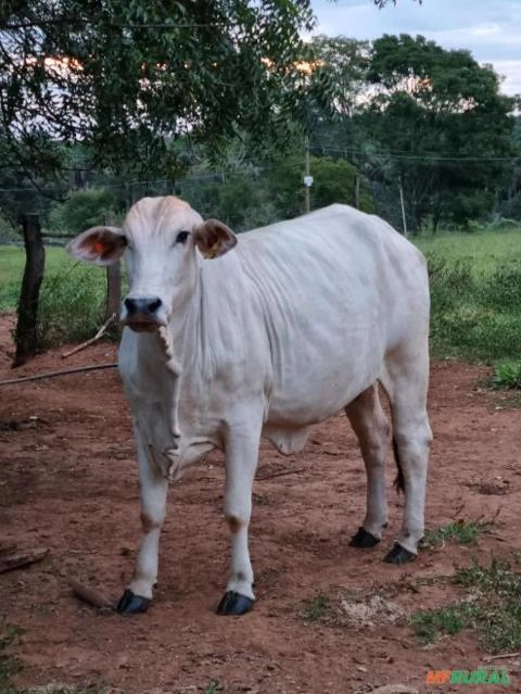 Vacas Nelore Paridas com Bezerro ao pé Imagem Vacas Nelore Paridas com Bezerro ao pé