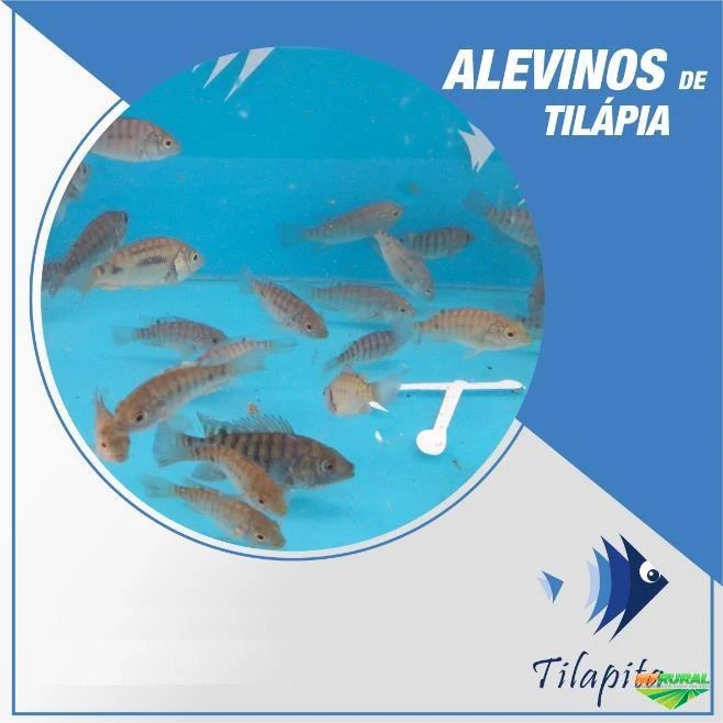 Alevinos de Tilápia - Peixes de Corte e Ornamentais