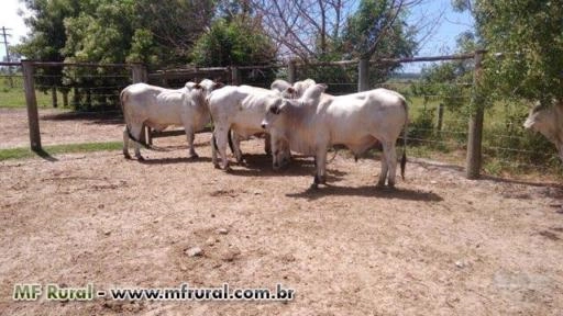 Tourinhos Nelore PO - mocho Imagem Tourinhos Nelore PO - mocho