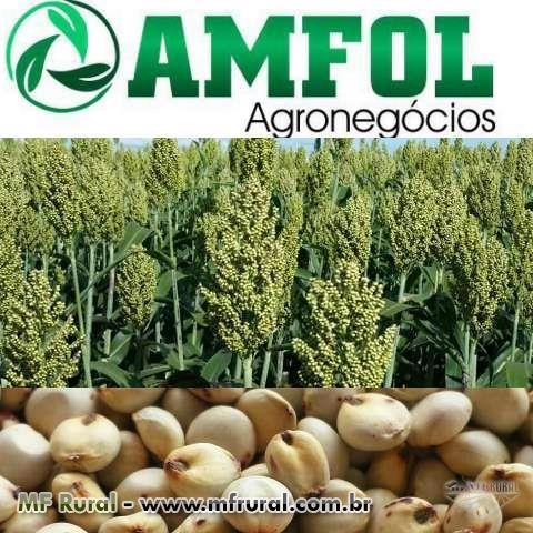 SORGO IPA731011 Imagem SORGO IPA731011