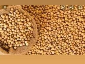 Soja de qualidade em grãos no atacado para mercado interno e exportação