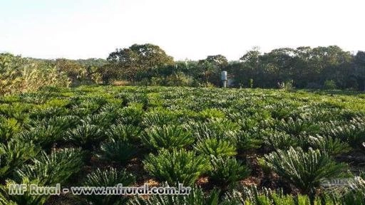 Cica revoluta Imagem Cica revoluta