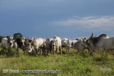 VENDA PERMANENTE DE TOUROS NELORE Imagem VENDA PERMANENTE DE TOUROS NELORE