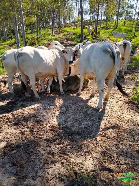 Novilhas Nelore PO Imagem Novilhas Nelore PO