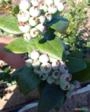 PLANTAS ADULTAS DE MIRTILO - BILOXI Imagem PLANTAS ADULTAS DE MIRTILO - BILOXI