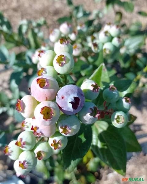 Imagem PLANTAS ADULTAS DE MIRTILO - BILOXI Imagem PLANTAS ADULTAS DE MIRTILO - BILOXI