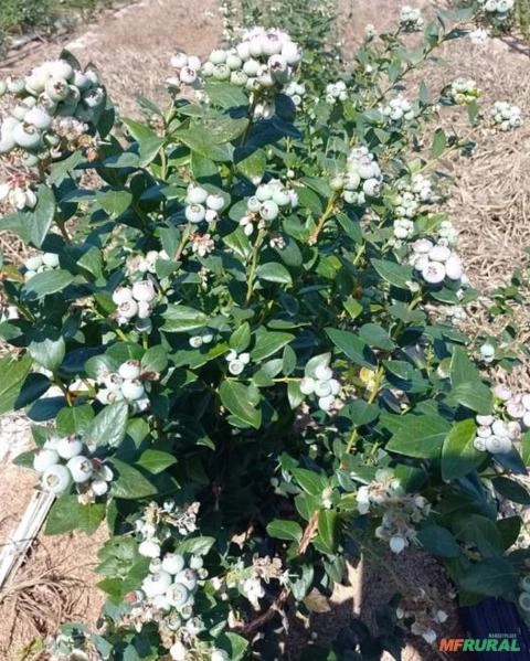 Imagem PLANTAS ADULTAS DE MIRTILO - BILOXI Imagem PLANTAS ADULTAS DE MIRTILO - BILOXI