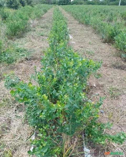 Imagem PLANTAS ADULTAS DE MIRTILO - BILOXI Imagem PLANTAS ADULTAS DE MIRTILO - BILOXI