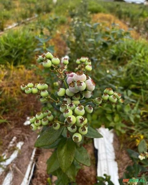 PLANTAS ADULTAS DE MIRTILO - BILOXI