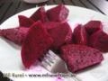 Pitaya da Nicarágua Imagem Pitaya da Nicarágua