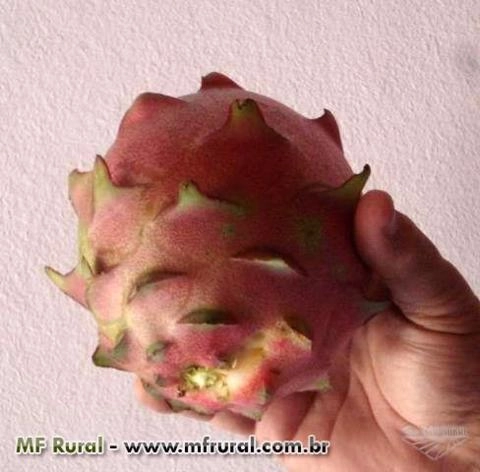 Imagem Pitaya da Nicarágua Imagem Pitaya da Nicarágua